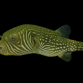 Arothron reticularis <10 cm