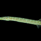 Aulostomus chinensis 20-30 cm Gris