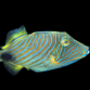 Balistapus undulatus 8-12 cm