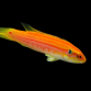 Bodianus bimaculatus <4 cm