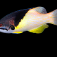 Bodianus mesothorax Adulte 6-10 cm