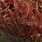 Botryocladia sp.