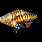 Calcinus elegans 2-3cm