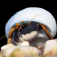 Calcinus gaimardii 2-3 cm