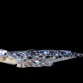 Callionymus enneatics 3-4 cm