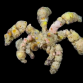 Camposcia retusa 6-10 cm
