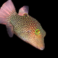 Canthigaster solandri 4-6 cm
