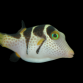 Canthigaster valentini 4-6 cm