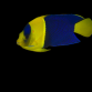 Centropyge bicolor M