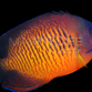 Centropyge bispinosa 5-6cm