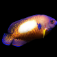 Centropyge bispinosa 7-8 cm White