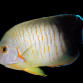 Centropyge eibli 3-5 cm