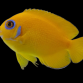Centropyge flavissima 4-6cm