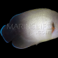 Centropyge vrolikii 5-8 cm