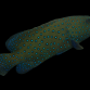 Cephalopholis argus 10-15 cm