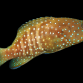 Cephalopholis cyanostigma 12-15 cm