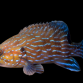 Cephalopholis formosa 10-15 cm
