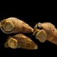 Cerithium spp. 1-3 cm