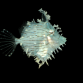Chaetodermis penicilligerus 8-12 cm