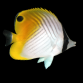 Chaetodon auriga 4-7 cm