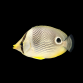 Chaetodon capistratus 7-10cm