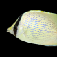 Chaetodon citrinellus 7-10 cm
