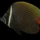 Chaetodon collare 7-10 cm