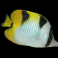 Chaetodon falcula 7-10 cm