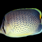 Chaetodon guttatissimus 7-10 cm