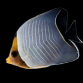 Chaetodon larvatus 5-8cm