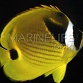 Chaetodon lunula