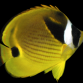 Chaetodon lunula 7-10 cm
