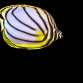 Chaetodon meyeri Juv&eacute;nile 4-7 cm