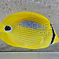 Chaetodon plebeius