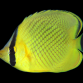 Chaetodon rafflesii 7-10 cm