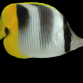 Chaetodon ulietensis 7-10 cm