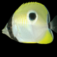 Chaetodon unimaculatus 7-10 cm