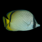 Chaetodon vagabundus 7-10 cm
