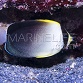 Chaetodontoplus mesoleucus Adulte
