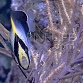 Chaetodontoplus mesoleucus Adulte