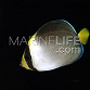 Chaetodontoplus mesoleucus Adulte 8-12 cm