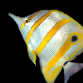 Chelmon rostratus 4-6cm