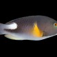 Choerodon anchorago 15-20 cm