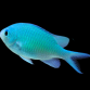 Chromis viridis 2-3 cm