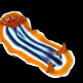 Chromodoris spp. 3-4 cm