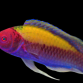 Cirrhilabrus aurantidorsalis M&acirc;le 4-6 cm