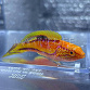 Cirrhilabrus lanceolatus M