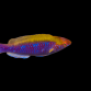 Cirrhilabrus lubbocki M&acirc;le 5-7 cm