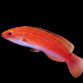 Cirrhilabrus naokoae Femelle 3-4cm