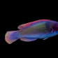 Cirrhilabrus solorensis M&acirc;le 4-6 cm Rouge - bleu - vert